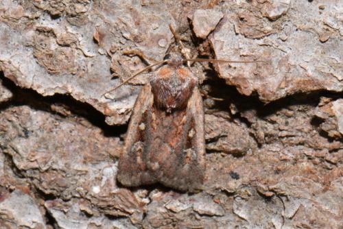 Xestia agathina